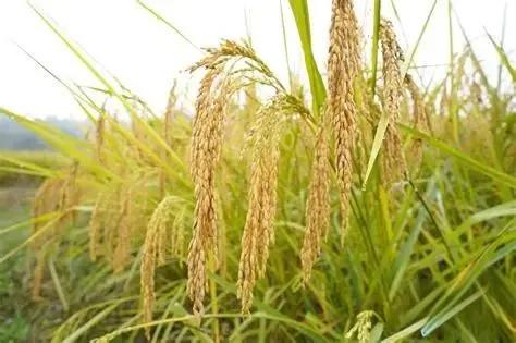 2米高巨型水稻,能养鱼亩产2000斤,为啥难推广?(图7) 巨型水稻 亩产2000斤 稻田养鱼_水稻亩产收益