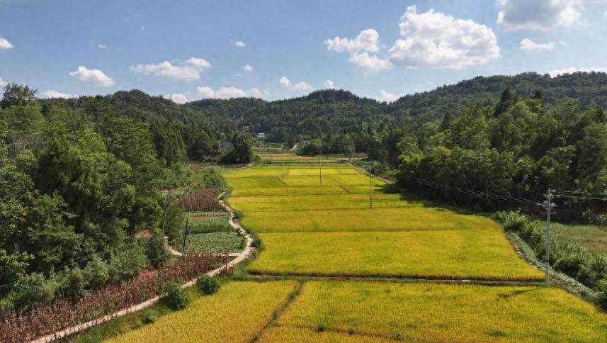 安岳县水稻收割_水稻亩产收益_资阳市水稻种植情况