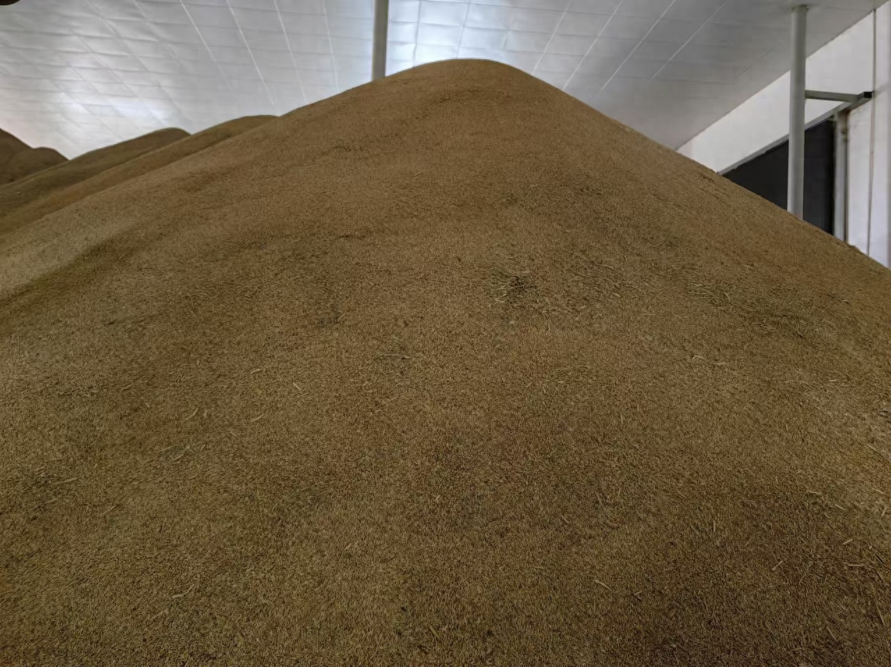 浙江省水稻高产纪录_水稻亩产收益_江山双季稻亩产突破