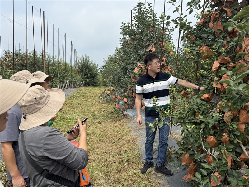 基层就业故事｜河北农业大学毕业生李云皓：“一定要种出好吃的苹果！”