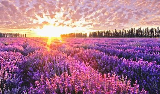 法国普罗旺斯旅游价钱_普罗旺斯深度游_法国定制旅游体验