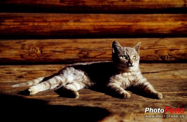 眼控对焦技术 历史意义_佳能EOS 5系列 发展历程_佳能5d3边缘对焦