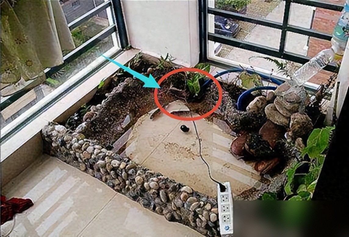 把自家阳台做了鱼池，晒到业主群，楼下马上找上门来吵架了！