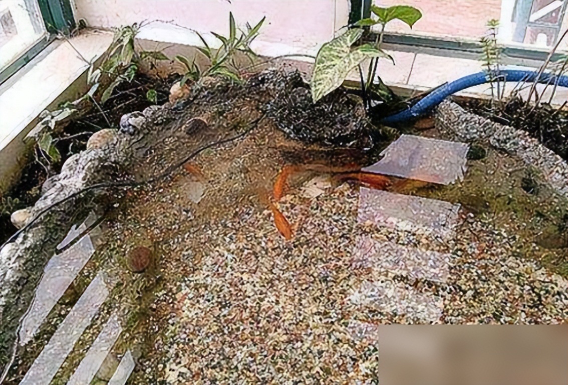 把自家阳台做了鱼池,晒到业主群,楼下马上找上门来吵架了!(图4) 阳台鱼池装修效果图_DIY阳台鱼池制作教程_弧形鱼池设计美观性