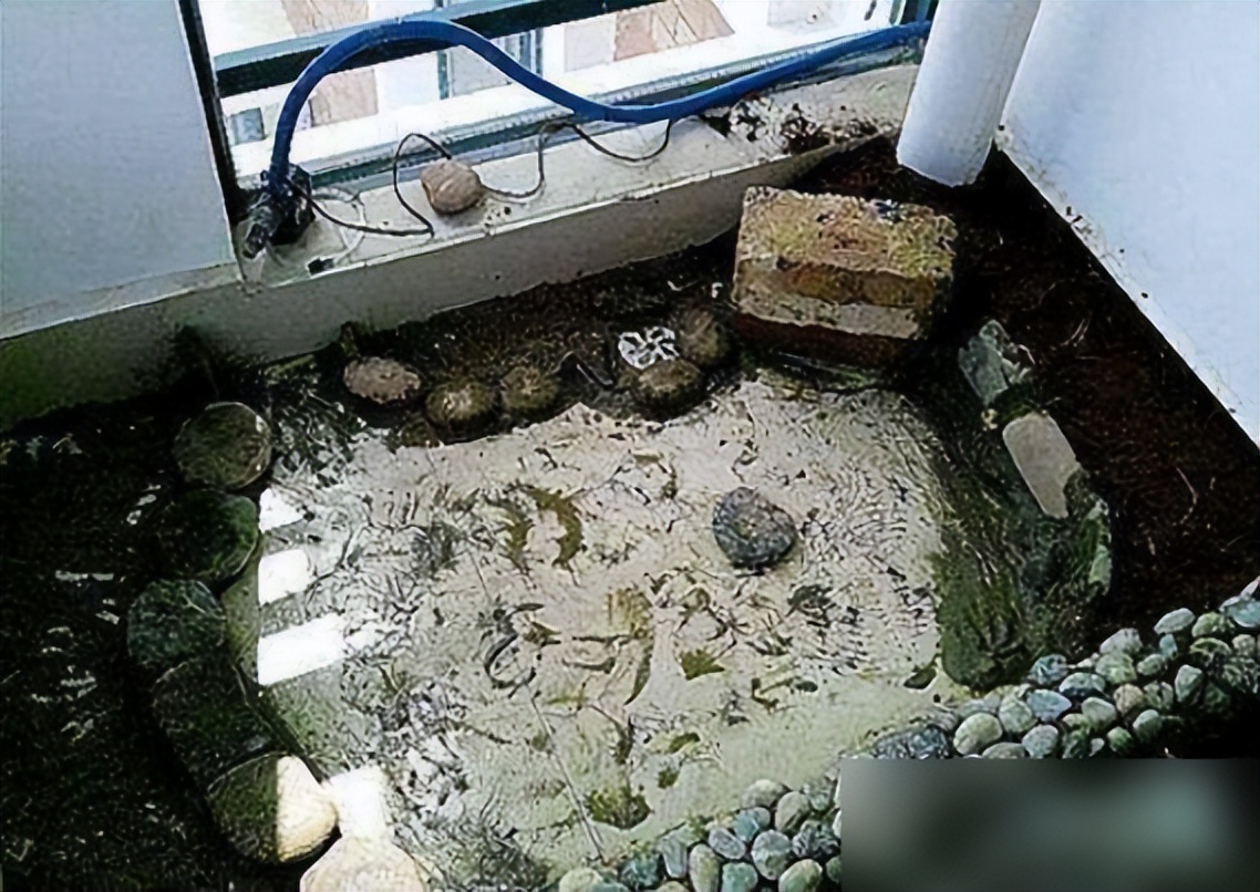 把自家阳台做了鱼池,晒到业主群,楼下马上找上门来吵架了!(图6) 弧形鱼池设计美观性_阳台鱼池装修效果图_DIY阳台鱼池制作教程