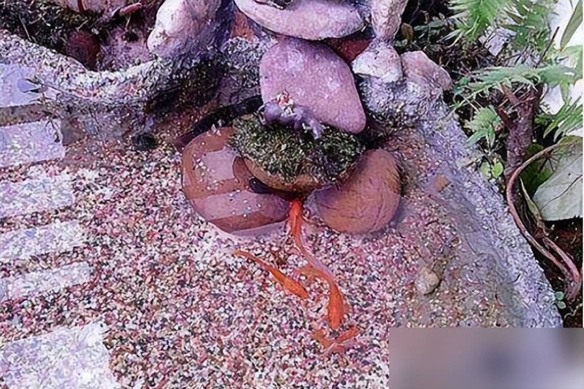 把自家阳台做了鱼池,晒到业主群,楼下马上找上门来吵架了!(图7) 阳台鱼池装修效果图_DIY阳台鱼池制作教程_弧形鱼池设计美观性