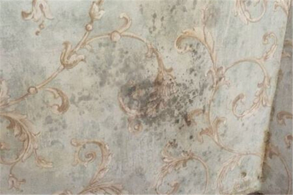 【师傅说】梅雨来了,墙体、墙纸墙布防霉除霉全攻略收好!(图6) 墙纸墙布防霉攻略_防霉墙纸胶水_墙体发霉原因处理