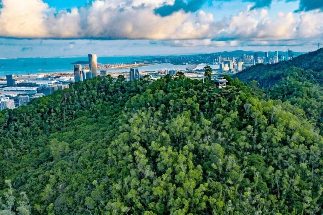 突发!前海低密小高层,即将开放展厅!(图6) 房价