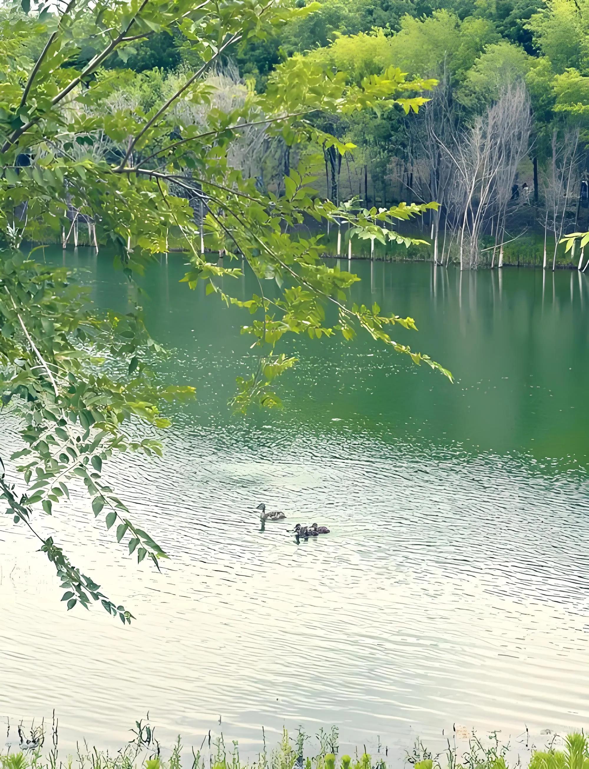 石景山2025年7月免费玩水露营TOP6(图9) 永定河森林公园白沙滩2.0版_永定河自行车公园门票_莲石湖南岸活水野趣营地