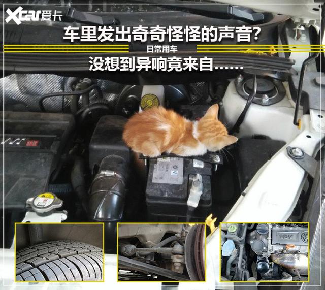 车里有蝉鸣有猫叫？没想到异响竟来自……