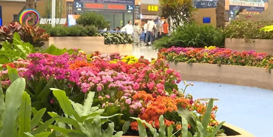 鲜花就是生活！全国“最香”高铁站就在昆明