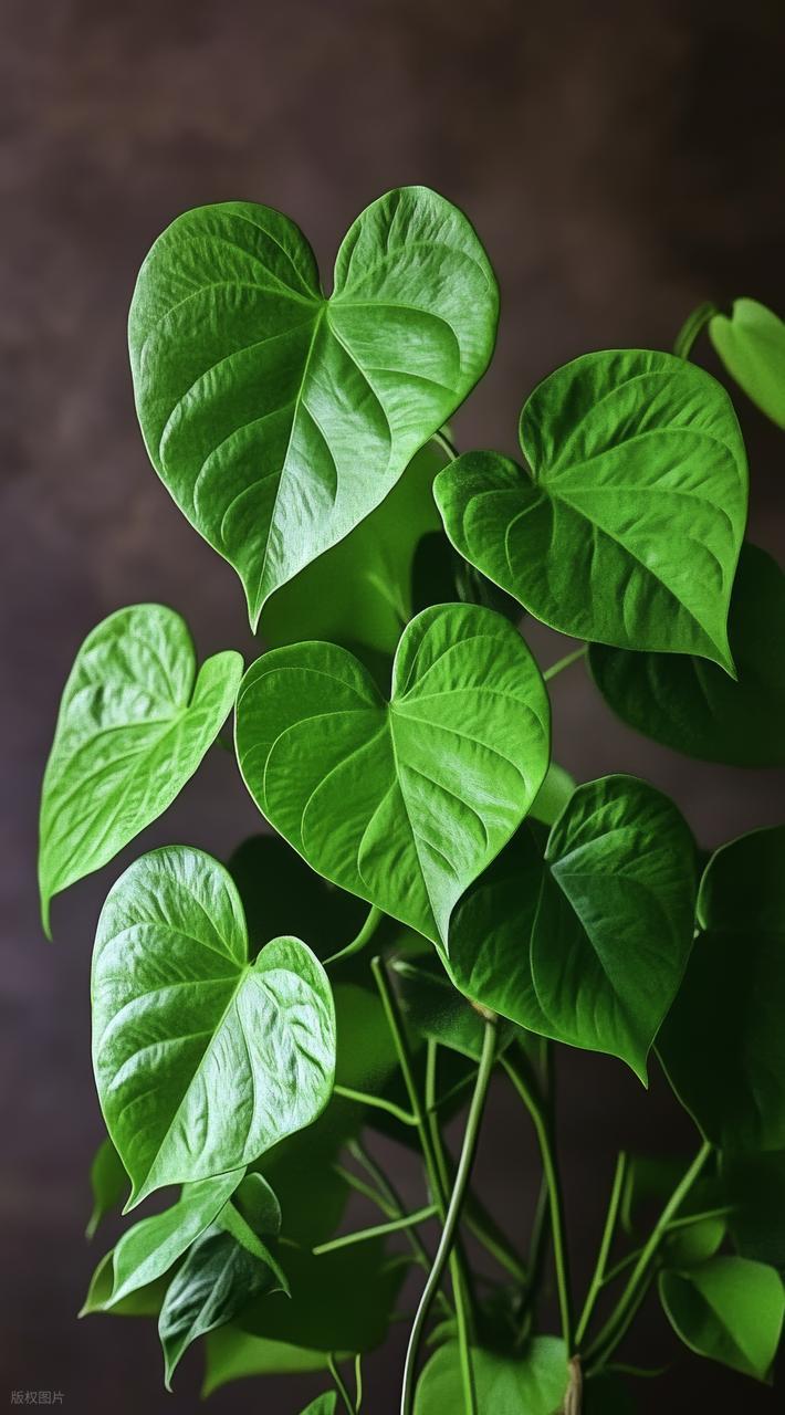 自制绿植生态盒_酸奶盒旧海绵做生态缸_diy玻璃瓶装饰