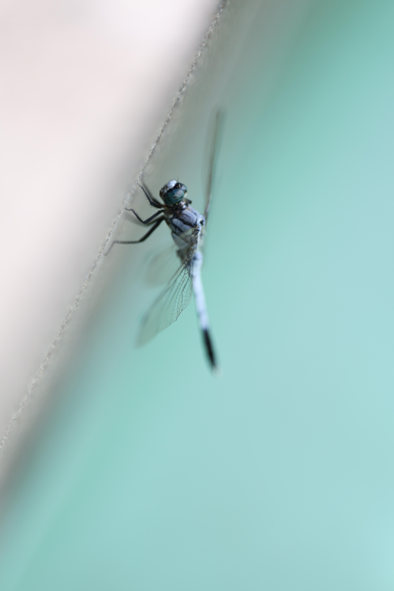 佳能发布RF中远摄定焦镜头RF135mm F1.8 L IS USM(图4) 佳能RF135mm F1.8 L IS USM 专业人像镜头 _佳能18~135镜头_ 佳能RF135mm F1.8 L IS USM 光学防抖