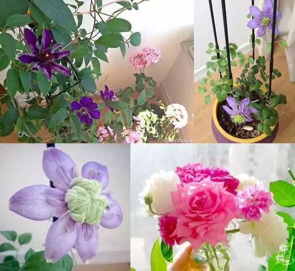 该如何计划和打理阳台绿化？