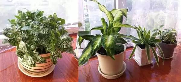 该如何计划和打理阳台绿化?(图2) 养花技巧_阳台植物选择_阳台养花论坛