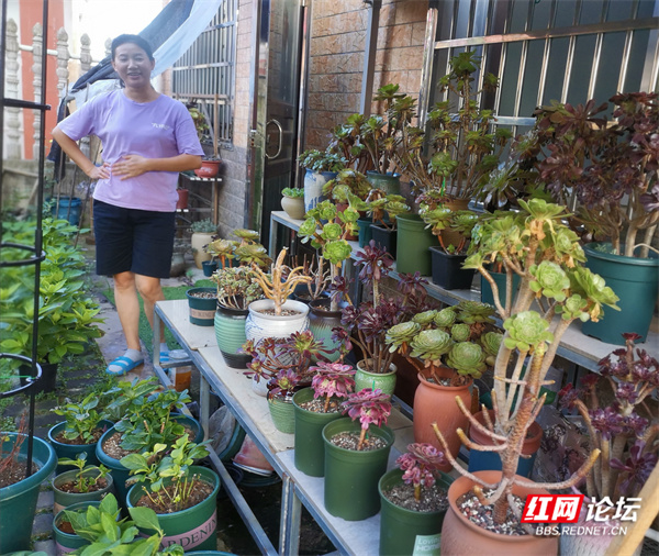 这是高手！邻家阳台花木秀，名贵艳丽多肉多