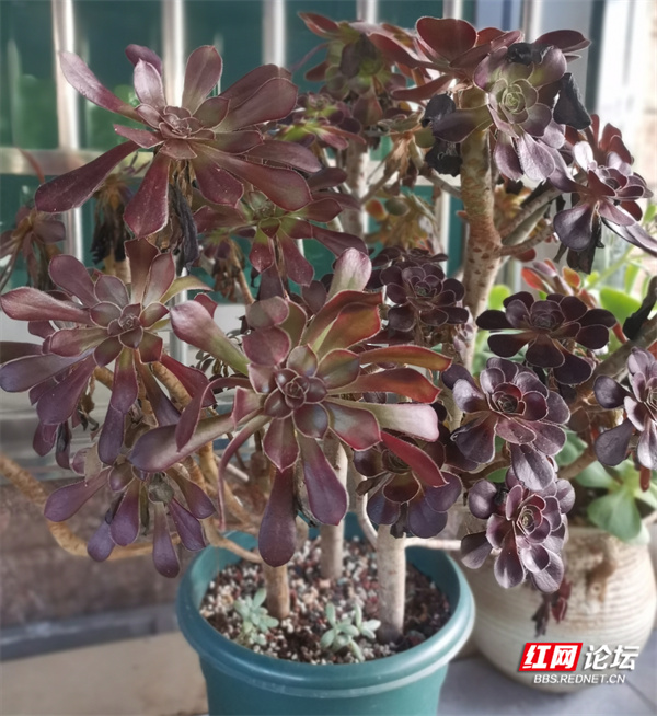 这是高手!邻家阳台花木秀,名贵艳丽多肉多(图6) 阳台养花论坛_阳台亘有爱摄影大赛_最美阳台在哪里