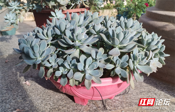这是高手!邻家阳台花木秀,名贵艳丽多肉多(图7) 最美阳台在哪里_阳台亘有爱摄影大赛_阳台养花论坛
