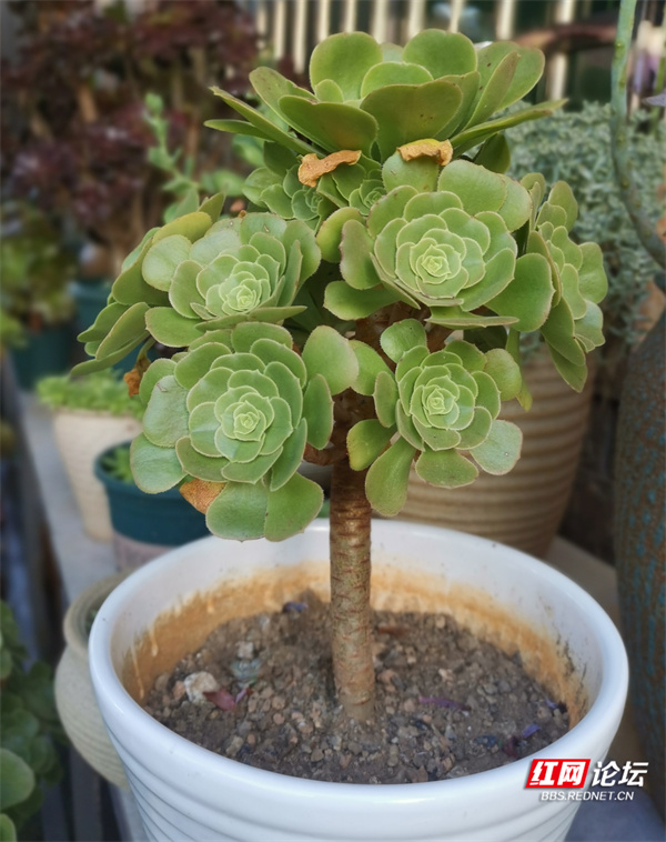 这是高手!邻家阳台花木秀,名贵艳丽多肉多(图8) 阳台亘有爱摄影大赛_最美阳台在哪里_阳台养花论坛
