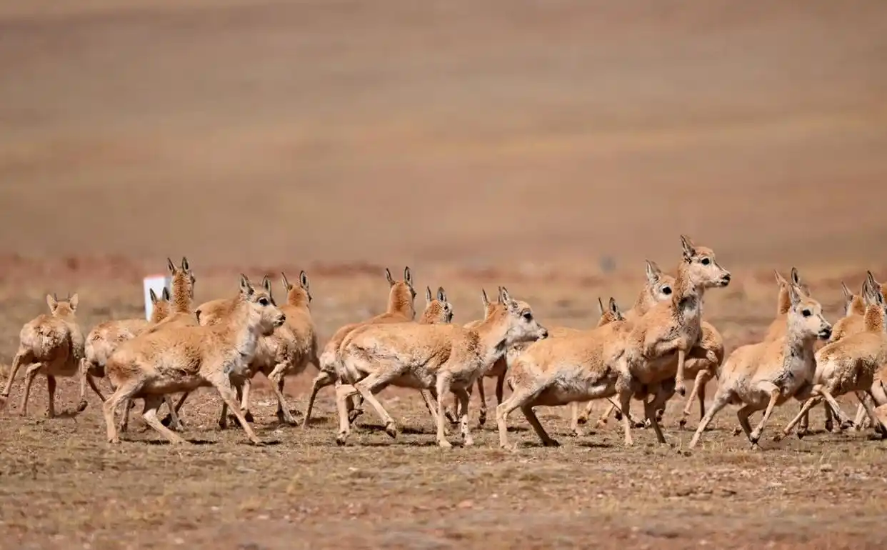 探索北京到拉萨的火车之旅:价格低廉的高原风光体验(图6) 北京到拉萨火车票_火车进藏之旅_北京到拉萨火车z21风景