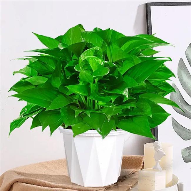 新房晾房多久能住?光通风没用!绝妙法子除甲醛,安全又省心(图3) 甲醛治理方法选择_新房装修多久入住最佳_新房装修甲醛释放周期