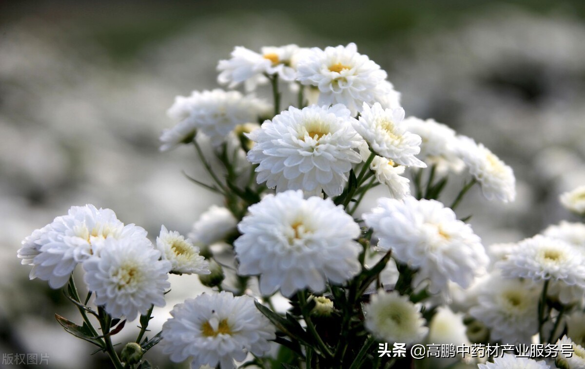 近期价格屡创新高的中药材品种(图4) 河南焦作怀牛膝价格_中药材价格走势_麦冬市场行情分析