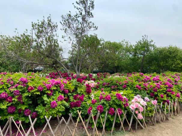 快收好!滨城“向海乐活节”游玩详细路线来了(图12) 天津方特欢乐世界一日游攻略_天津家装展门票_天津三日亲水岸线之旅