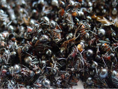 黑飞蚂蚁怎么消除