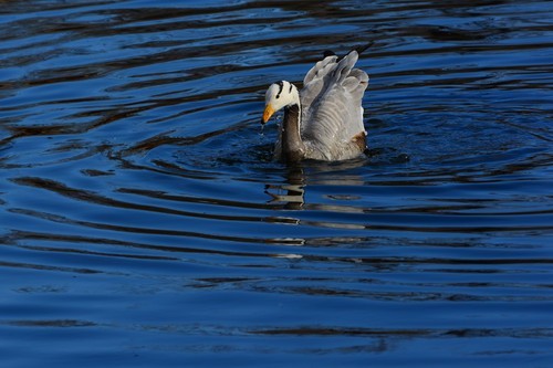 尼康D7100(单机) 人像和动物样张
