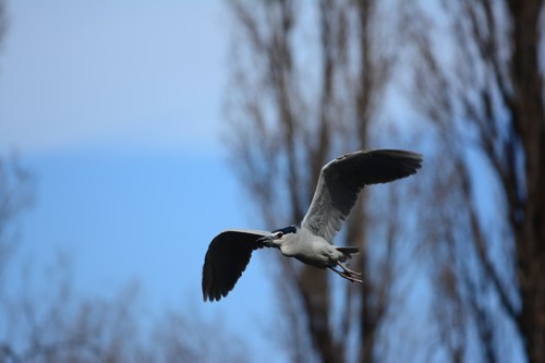 尼康D7100(单机) 人像和动物样张(图2) 尼康数码单反摄影从_70-200mm F4 VR镜头表现_尼康D7100实战评测