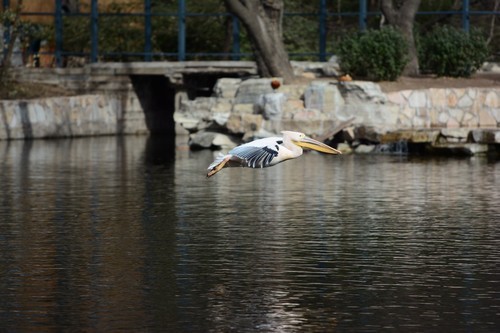尼康D7100(单机) 人像和动物样张(图3) 尼康数码单反摄影从_尼康D7100实战评测_70-200mm F4 VR镜头表现