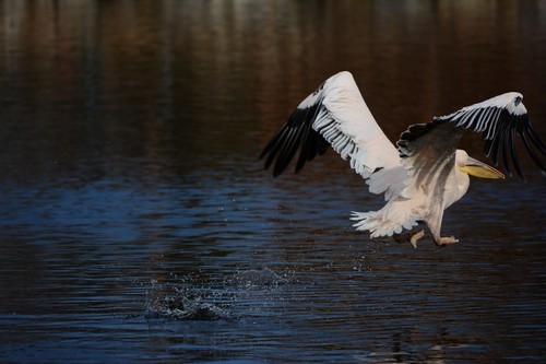 尼康D7100(单机) 人像和动物样张(图4) 70-200mm F4 VR镜头表现_尼康D7100实战评测_尼康数码单反摄影从