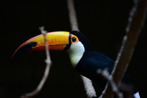 尼康D7100(单机) 人像和动物样张(图5) 70-200mm F4 VR镜头表现_尼康数码单反摄影从_尼康D7100实战评测