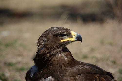 尼康D7100(单机) 人像和动物样张(图6) 尼康数码单反摄影从_70-200mm F4 VR镜头表现_尼康D7100实战评测