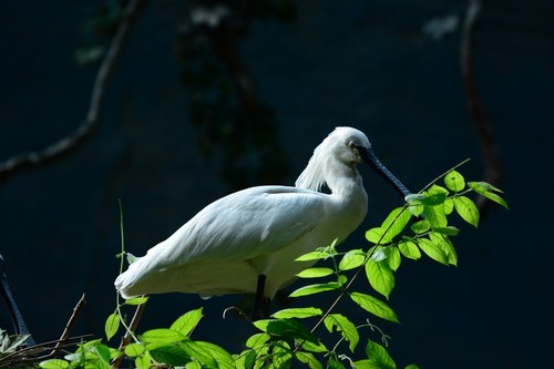 尼康D7100(单机) 人像和动物样张(图7) 70-200mm F4 VR镜头表现_尼康数码单反摄影从_尼康D7100实战评测