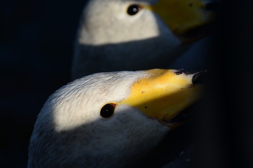 尼康D7100(单机) 人像和动物样张(图8) 尼康数码单反摄影从_尼康D7100实战评测_70-200mm F4 VR镜头表现