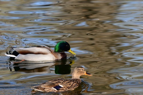 尼康D7100(单机) 人像和动物样张(图9) 尼康数码单反摄影从_尼康D7100实战评测_70-200mm F4 VR镜头表现