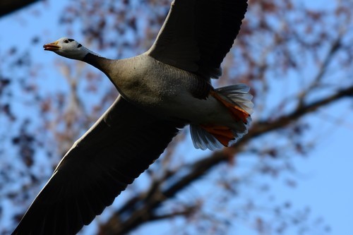 尼康D7100(单机) 人像和动物样张(图10) 尼康数码单反摄影从_70-200mm F4 VR镜头表现_尼康D7100实战评测
