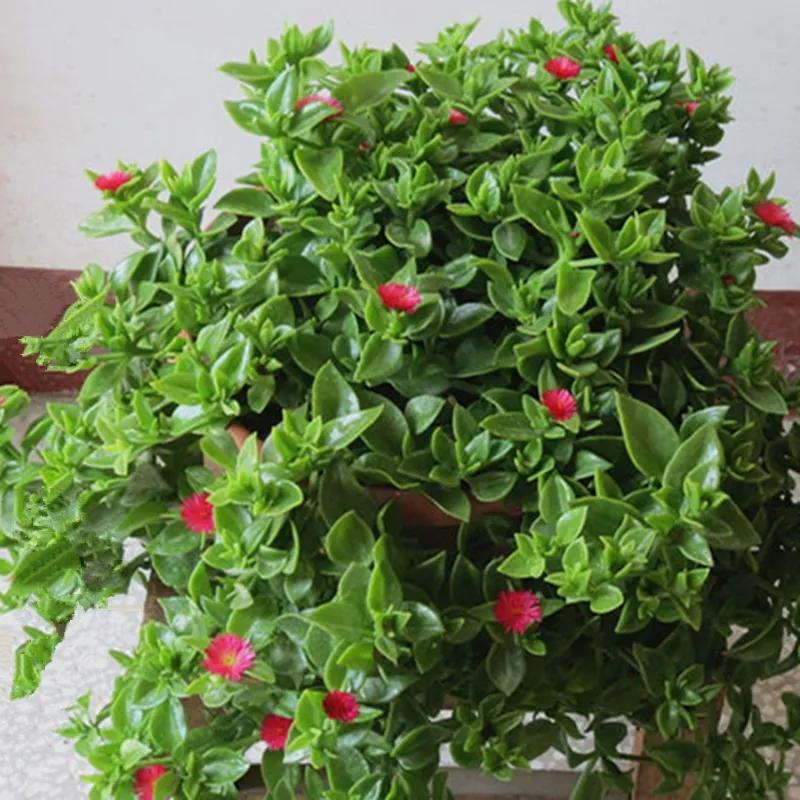 4种“美食肉”味鲜肉美,春季吃一点,有助身体健康(图2) 穿心莲盆栽养殖方法_多肉美食做法 牡丹吊兰食用方法 芦荟做菜技巧