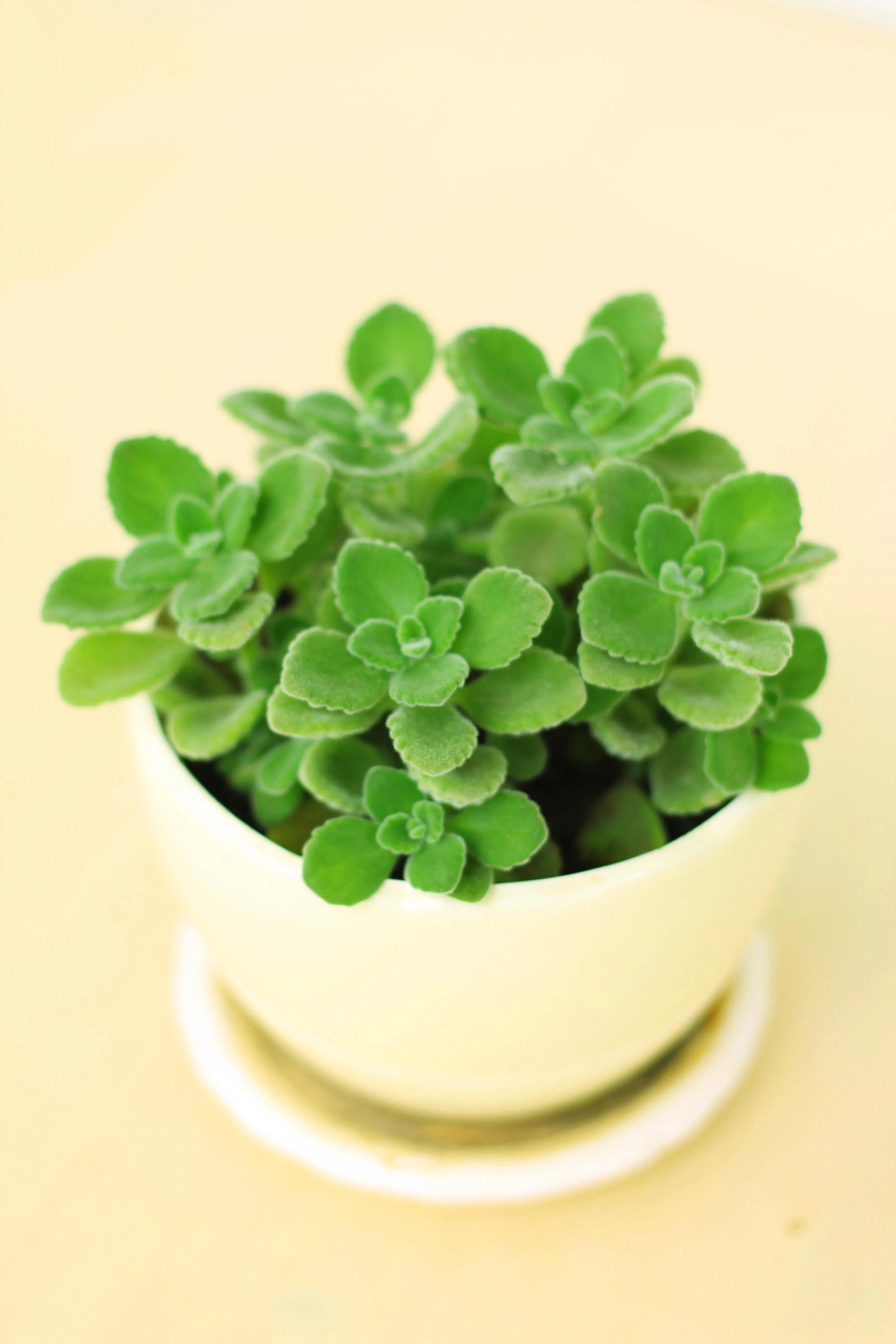 4种“美食肉”味鲜肉美,春季吃一点,有助身体健康(图11) 穿心莲盆栽养殖方法_多肉美食做法 牡丹吊兰食用方法 芦荟做菜技巧