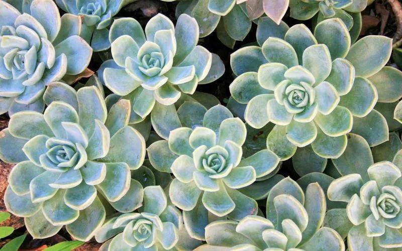 4种“美食肉”味鲜肉美,春季吃一点,有助身体健康(图12) 穿心莲盆栽养殖方法_多肉美食做法 牡丹吊兰食用方法 芦荟做菜技巧