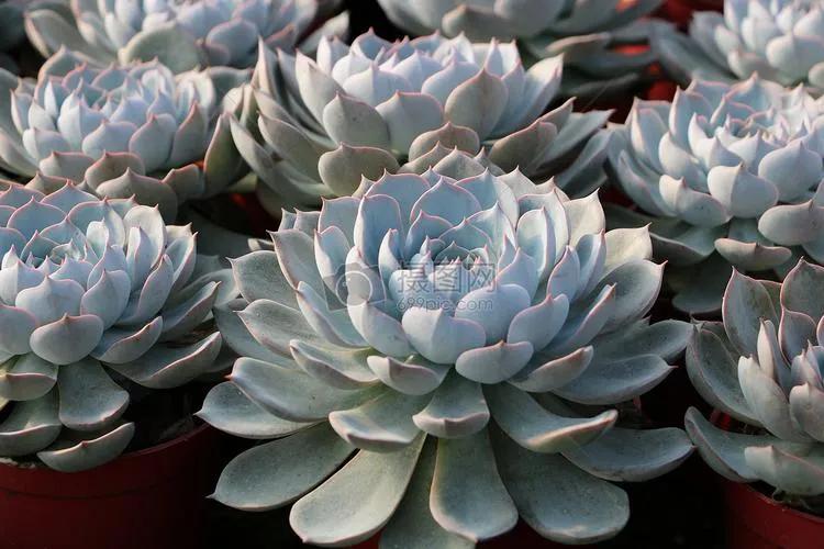 4种“美食肉”味鲜肉美,春季吃一点,有助身体健康(图14) 穿心莲盆栽养殖方法_多肉美食做法 牡丹吊兰食用方法 芦荟做菜技巧