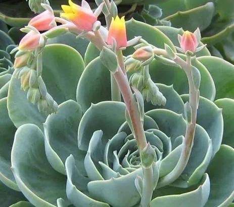 4种“美食肉”味鲜肉美,春季吃一点,有助身体健康(图15) 穿心莲盆栽养殖方法_多肉美食做法 牡丹吊兰食用方法 芦荟做菜技巧