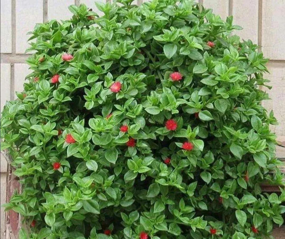 4种“美食肉”味鲜肉美,春季吃一点,有助身体健康(图5) 穿心莲盆栽养殖方法_多肉美食做法 牡丹吊兰食用方法 芦荟做菜技巧