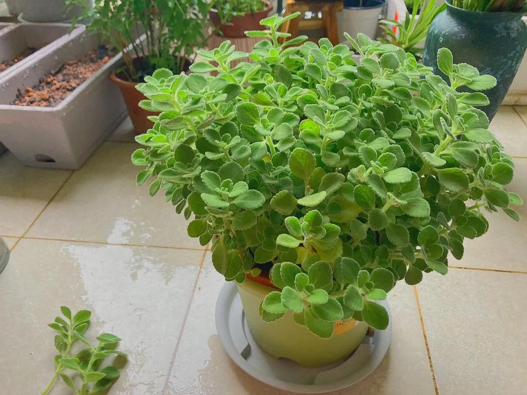 4种“美食肉”味鲜肉美,春季吃一点,有助身体健康(图10) 多肉美食做法 牡丹吊兰食用方法 芦荟做菜技巧_穿心莲盆栽养殖方法