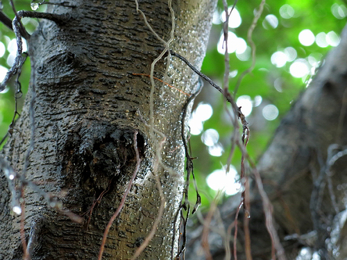 一门三杰 佳能G系列经典专业相机推荐(图15) g15_sample