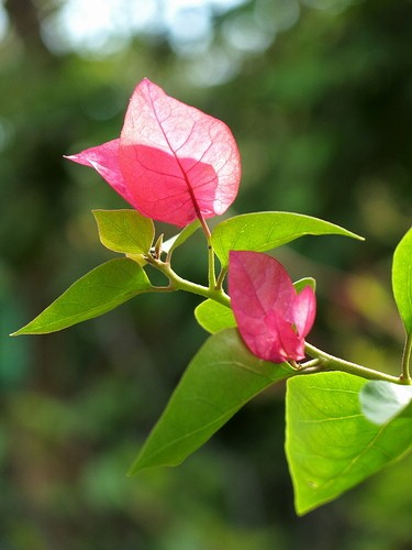 一门三杰 佳能G系列经典专业相机推荐(图16) g15_sample