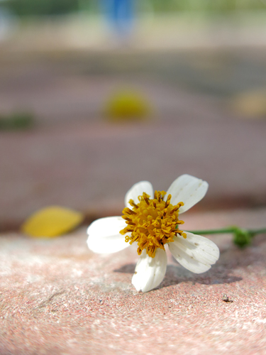 一门三杰 佳能G系列经典专业相机推荐(图18) g15_sample