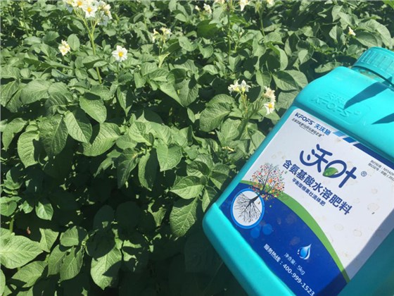 马铃薯栽培技术,掌握这些保高产(图2) 水溶肥-马铃薯使用沃叶流体肥效果.png