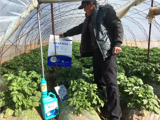 马铃薯栽培技术,掌握这些保高产(图3) 水溶肥-马铃薯使用沃叶水溶肥效果1.png